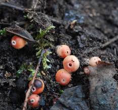 Attēlu rezultāti vaicājumam “Microstoma protracta”