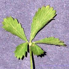 Attēlu rezultāti vaicājumam “Potentilla reptans leaf”