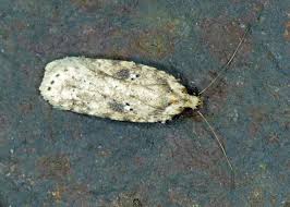 Attēlu rezultāti vaicājumam “Agonopterix aranella”