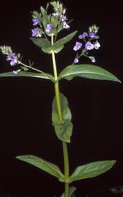 Attēlu rezultāti vaicājumam “Veronica anagallis-aquatica leaf”