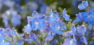 Image result for Delphinium