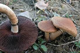 Attēlu rezultāti vaicājumam “Psathyrella lacrymabunda”