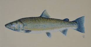 Image result for Salvelinus confluentus