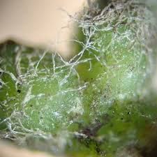 Attēlu rezultāti vaicājumam “Riccia sorocarpa”