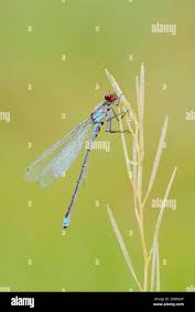 Attēlu rezultāti vaicājumam “Erythromma najas”