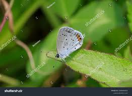 Attēlu rezultāti vaicājumam “Everes argiades male”