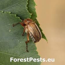 Attēlu rezultāti vaicājumam “Amphimallon solstitiale imago”