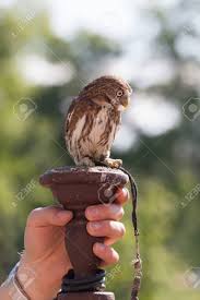 Attēlu rezultāti vaicājumam “Glaucidium passerinum”