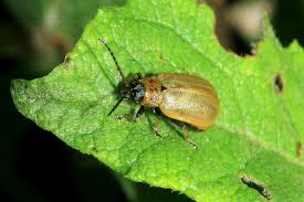 Attēlu rezultāti vaicājumam “Lochmaea caprea”