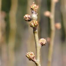 Attēlu rezultāti vaicājumam “Pyrus communis bud”