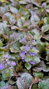 Attēlu rezultāti vaicājumam “Ajuga genevensis flower”