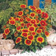 Image result for Gaillardia