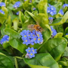 Image result for Vergissmeinnicht