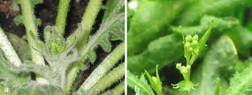 Attēlu rezultāti vaicājumam “Cardaminopsis arenosa bud”