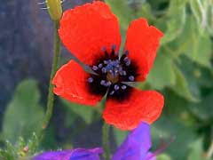 Attēlu rezultāti vaicājumam “Papaver argemone leaf”
