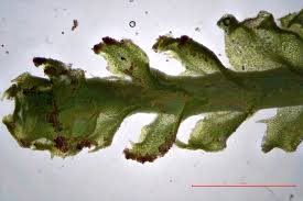 Attēlu rezultāti vaicājumam “Barbilophozia lycopodioides”