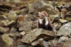 Attēlu rezultāti vaicājumam “Martes foina”