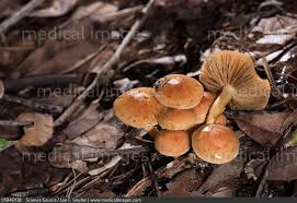 Attēlu rezultāti vaicājumam “Gymnopilus sapineus”