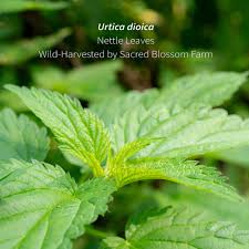 Attēlu rezultāti vaicājumam “Urtica dioica leaf”