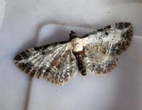 Attēlu rezultāti vaicājumam “Eupithecia succenturiata”