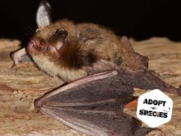 Attēlu rezultāti vaicājumam “Myotis sp.”