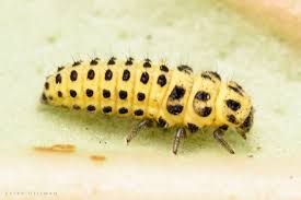 Attēlu rezultāti vaicājumam “Psyllobora vigintiduopunctata”