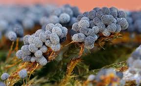 Attēlu rezultāti vaicājumam “Badhamia dubia spores”