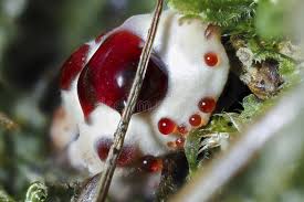 Attēlu rezultāti vaicājumam “Hydnellum ferrugineum”