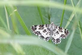 Attēlu rezultāti vaicājumam “Epirrhoe tristata imago”