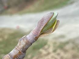 Attēlu rezultāti vaicājumam “Liriodendron tulipifera bud”