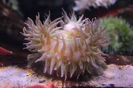 Attēlu rezultāti vaicājumam “Anemone”