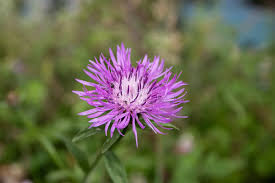Attēlu rezultāti vaicājumam “Serratula tinctoria flower”