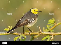 Attēlu rezultāti vaicājumam “Motacilla citreola”