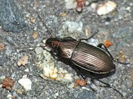 Attēlu rezultāti vaicājumam “Poecilus versicolor”