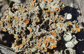 Attēlu rezultāti vaicājumam “Ascomycota”