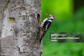Attēlu rezultāti vaicājumam “Dendrocopos medius nest”
