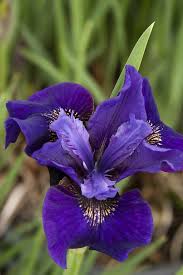 Attēlu rezultāti vaicājumam “Iris sibirica flower”