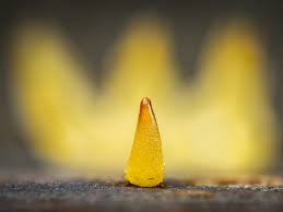 Attēlu rezultāti vaicājumam “Collaria sp.”