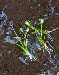 Attēlu rezultāti vaicājumam “Subularia aquatica”