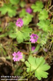 Attēlu rezultāti vaicājumam “Geranium molle flower”