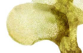 Attēlu rezultāti vaicājumam “Scapania lingulata”