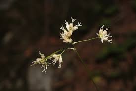 Attēlu rezultāti vaicājumam “Luzula luzuloides”