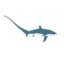 Image result for Alopias pelagicus