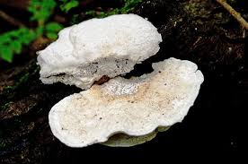 Attēlu rezultāti vaicājumam “Tyromyces chioneus”