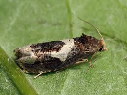 Attēlu rezultāti vaicājumam “Epiblema grandaevana”