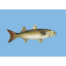 Image result for Mugil liza