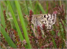 Attēlu rezultāti vaicājumam “Callistege mi”