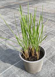 Image result for Schnittknoblauch