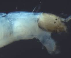 Attēlu rezultāti vaicājumam “Tanytarsus”