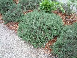 Image result for Thymus vulgaris